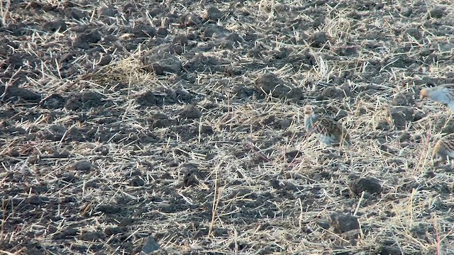 Gray Partridge - ML642633268