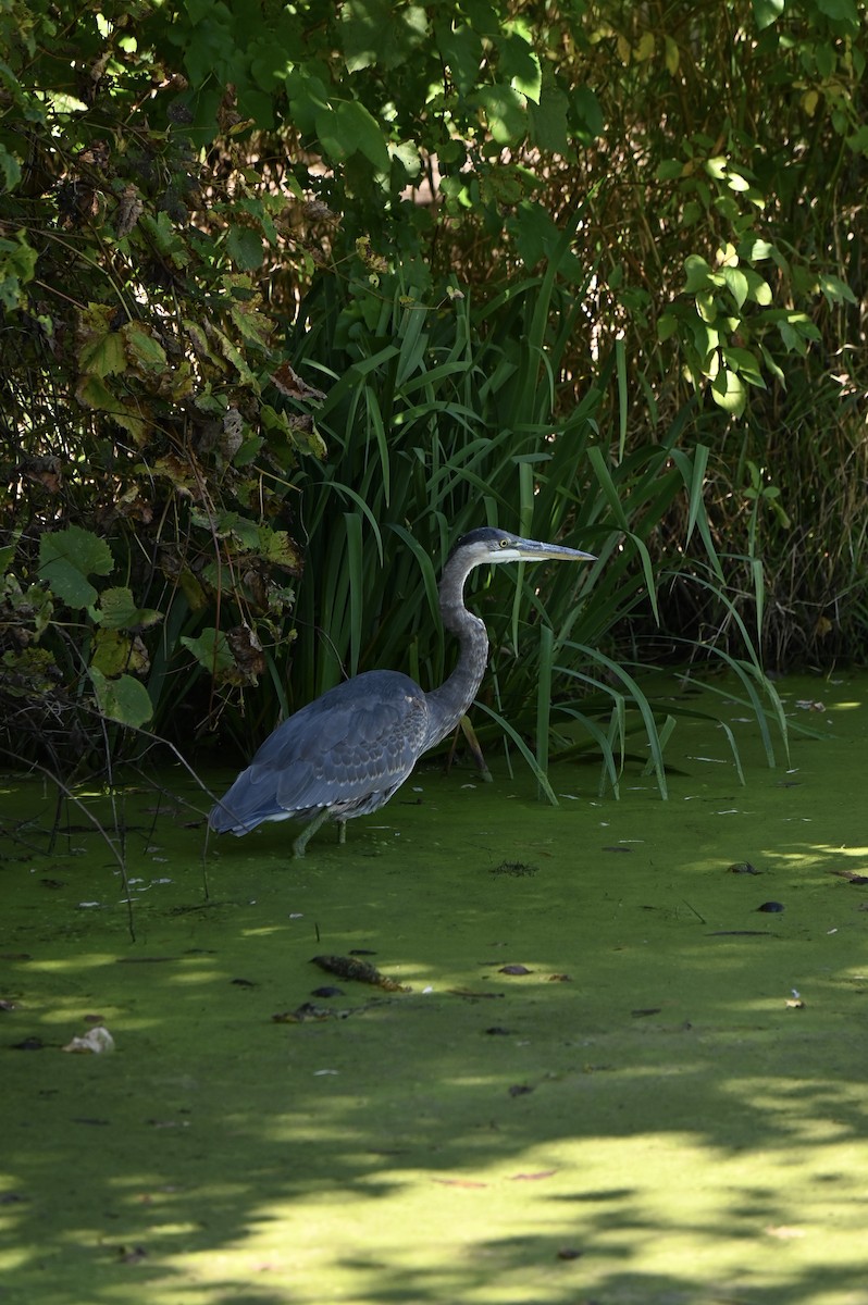 Great Blue Heron - ML642633270