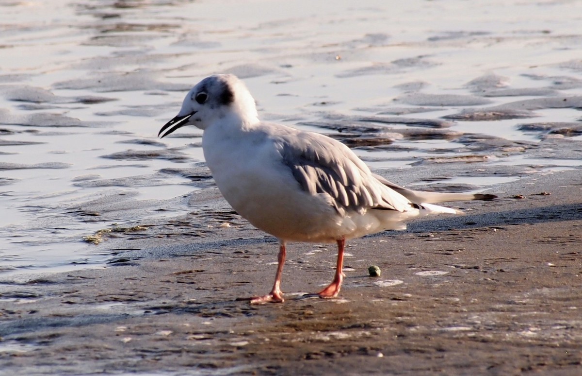 Bonaparte's Gull - ML642633286