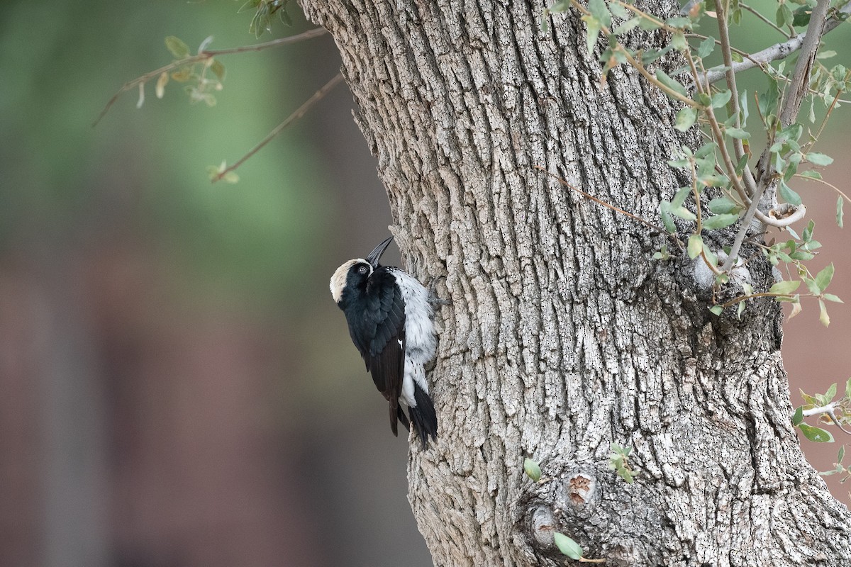 Acorn Woodpecker - ML642633291