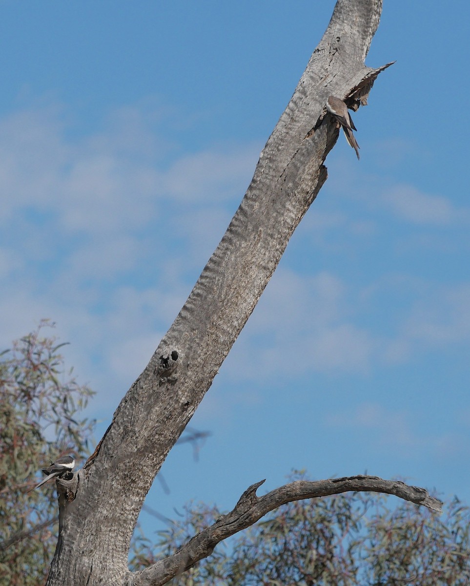 Cockatiel - ML642633296