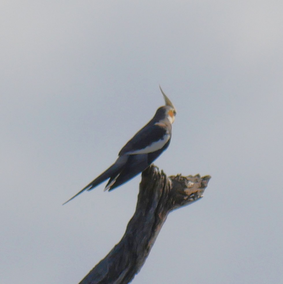 Cockatiel - ML642633298