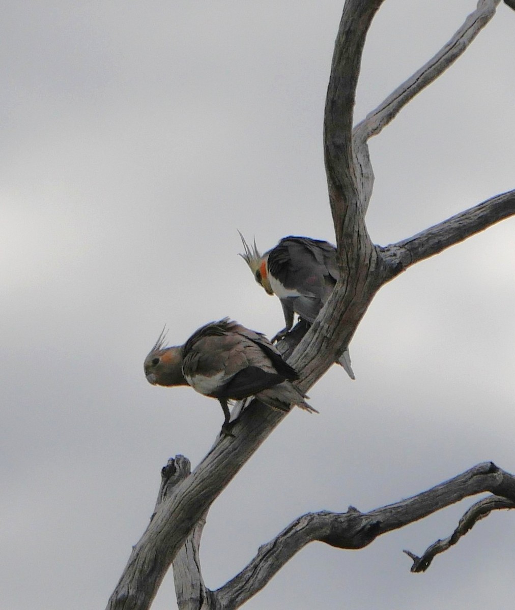 Cockatiel - ML642633299