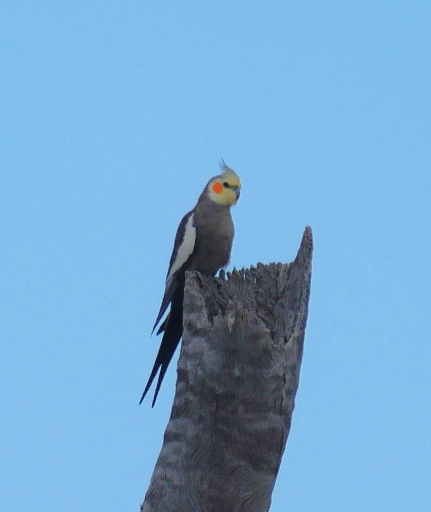 Cockatiel - ML642633300