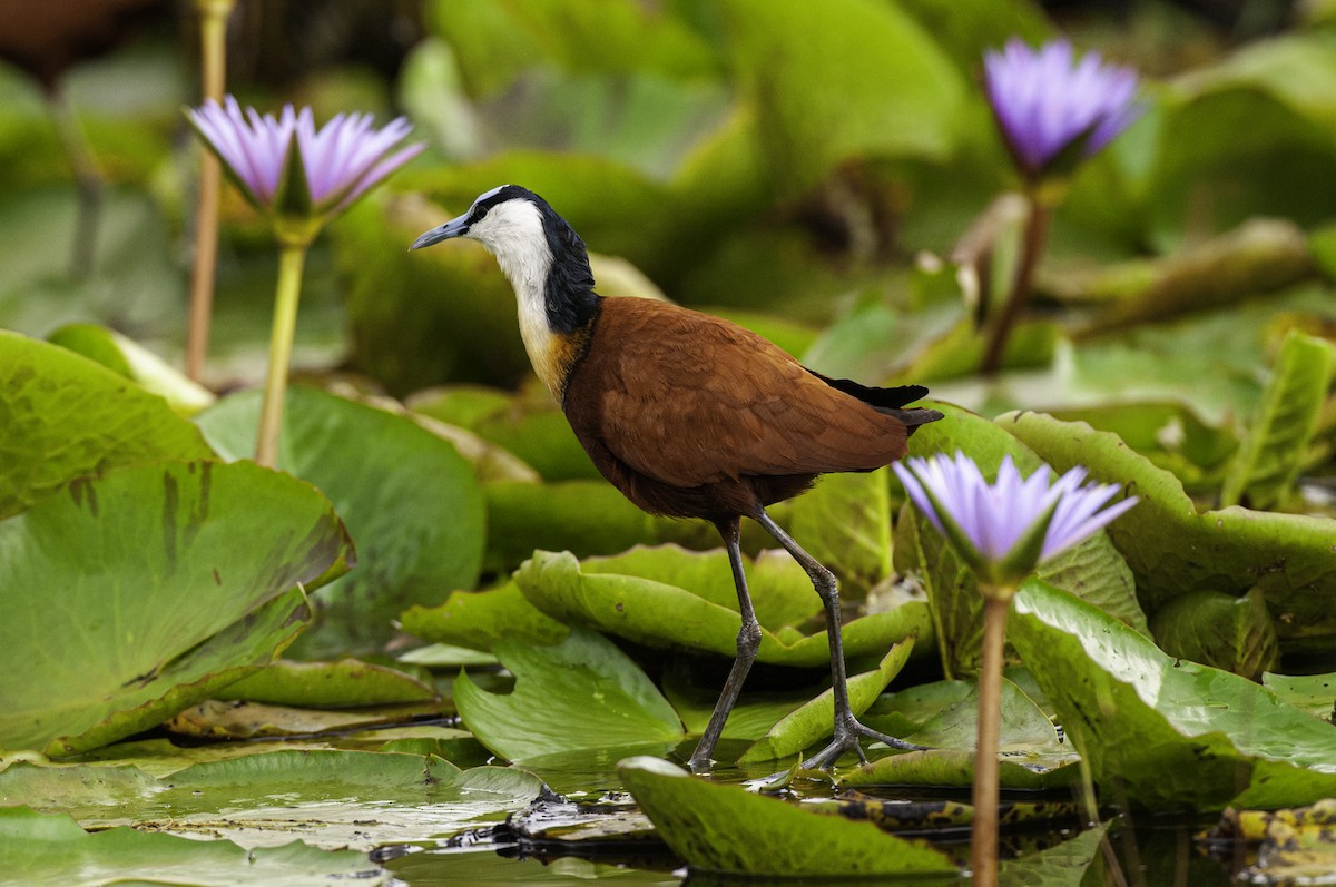 African Jacana - ML642633313