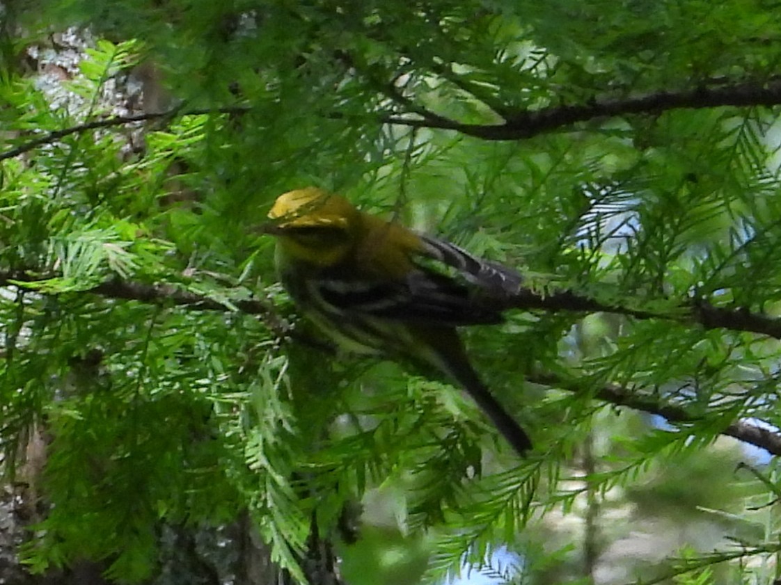 Black-throated Green Warbler - ML642633322