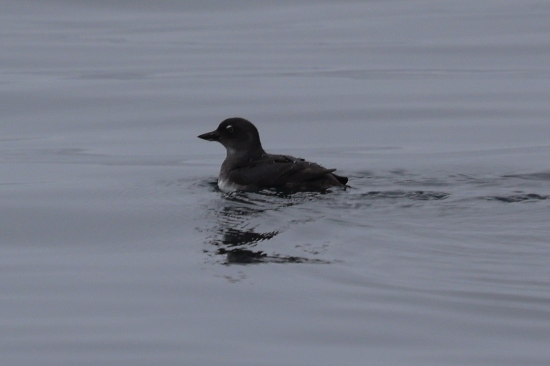 Cassin's Auklet - ML642633343