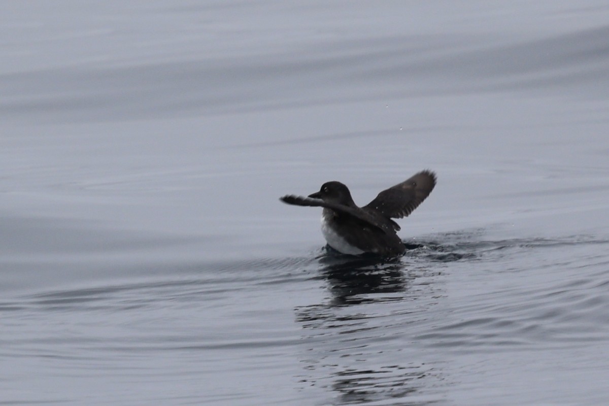 Cassin's Auklet - ML642633344
