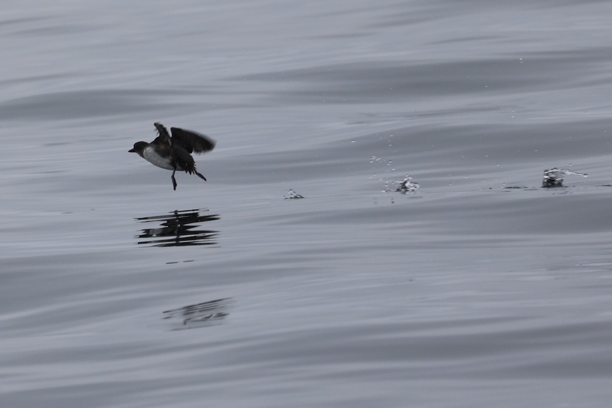 Cassin's Auklet - ML642633346