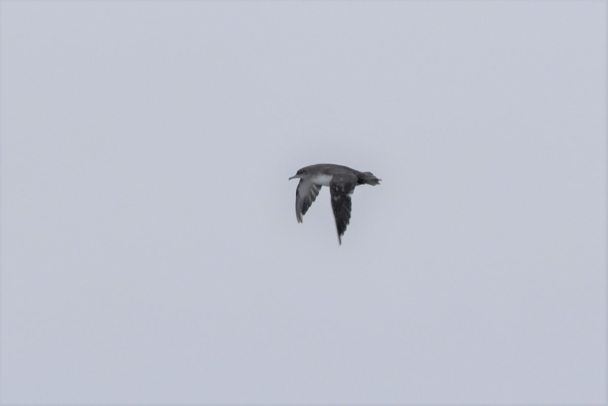 Black-vented Shearwater - ML642633351
