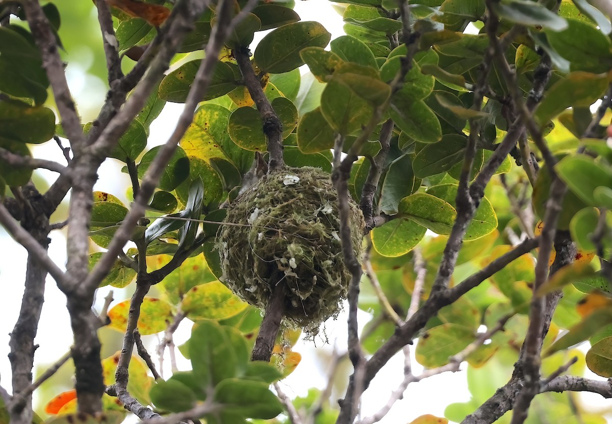 Kauai Elepaio - ML642633358