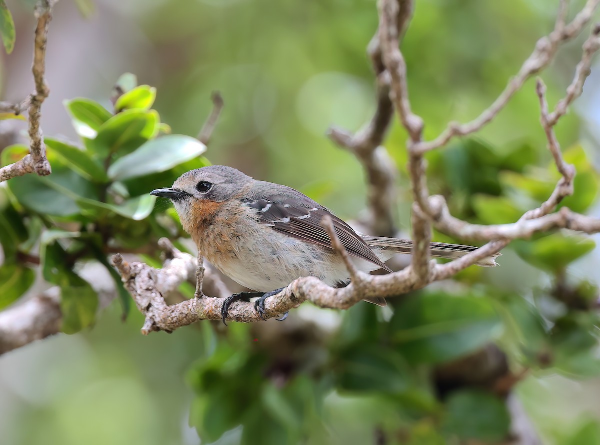 Kauai Elepaio - ML642633359
