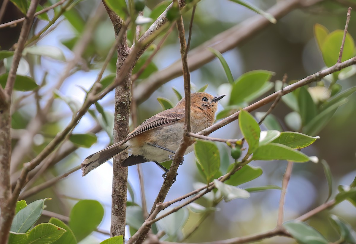 Kauai Elepaio - ML642633360