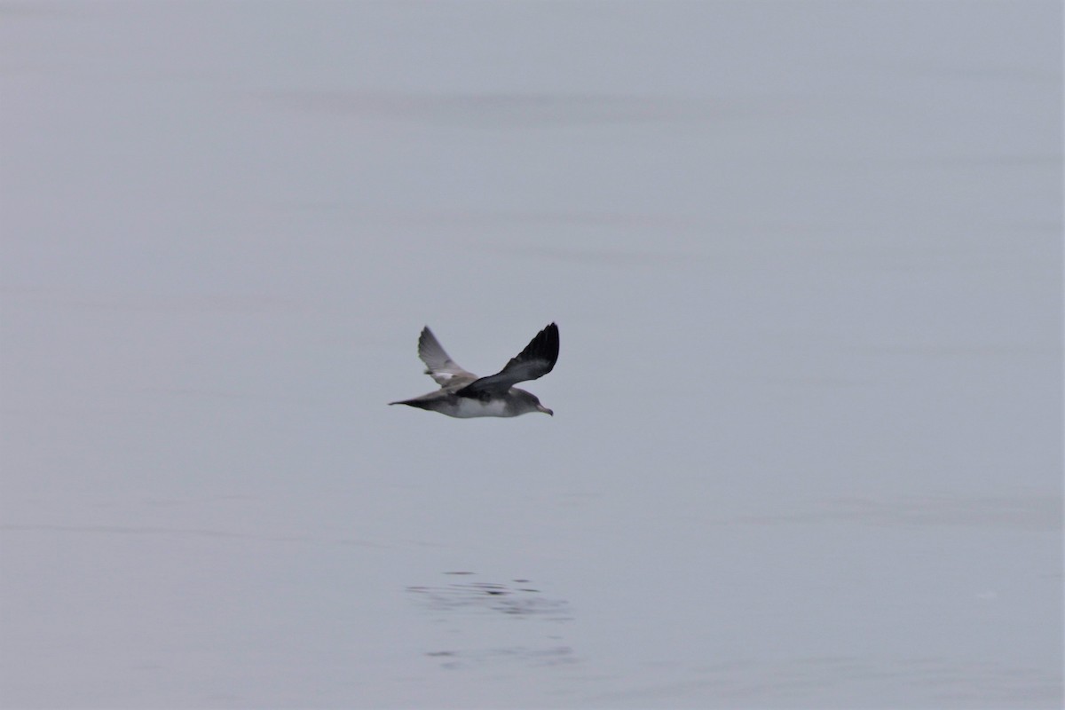 Pink-footed Shearwater - ML642633378