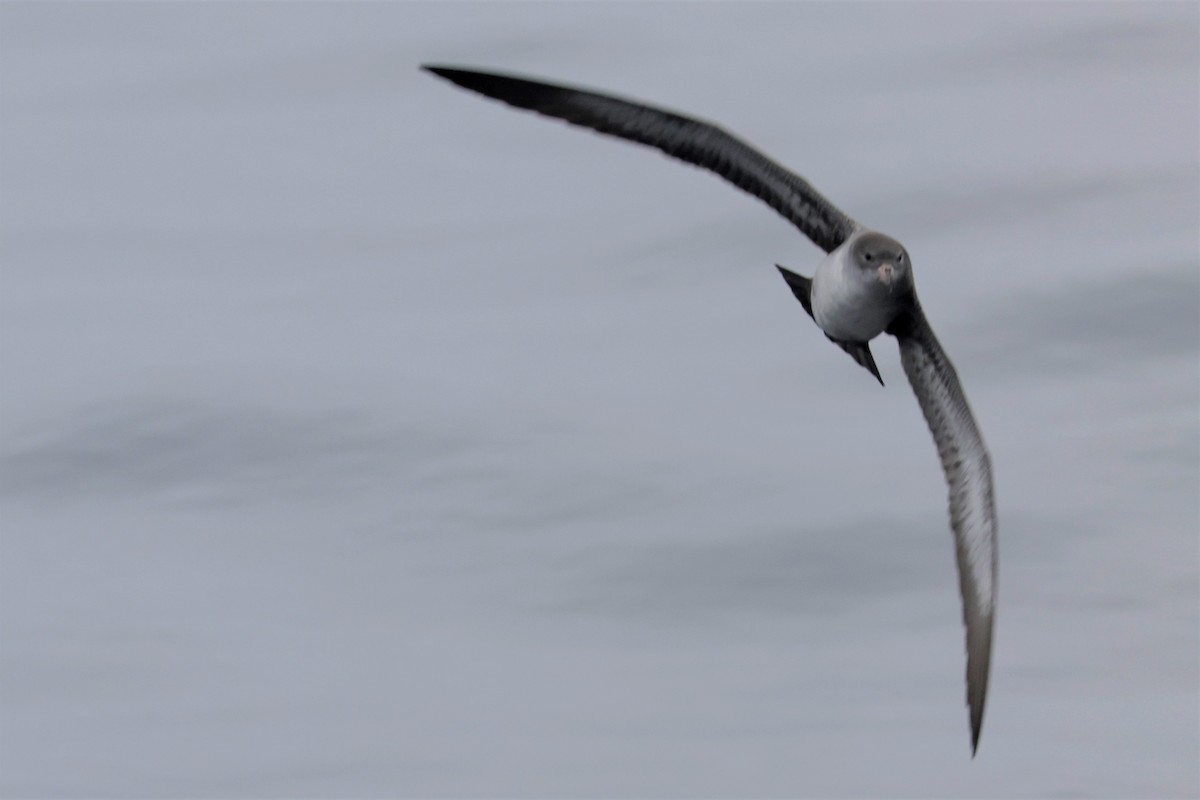 Pink-footed Shearwater - ML642633379