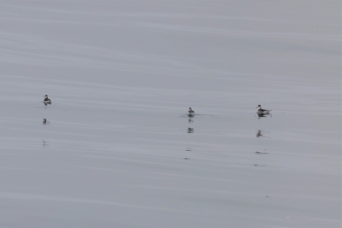 Red-necked Phalarope - ML642633387