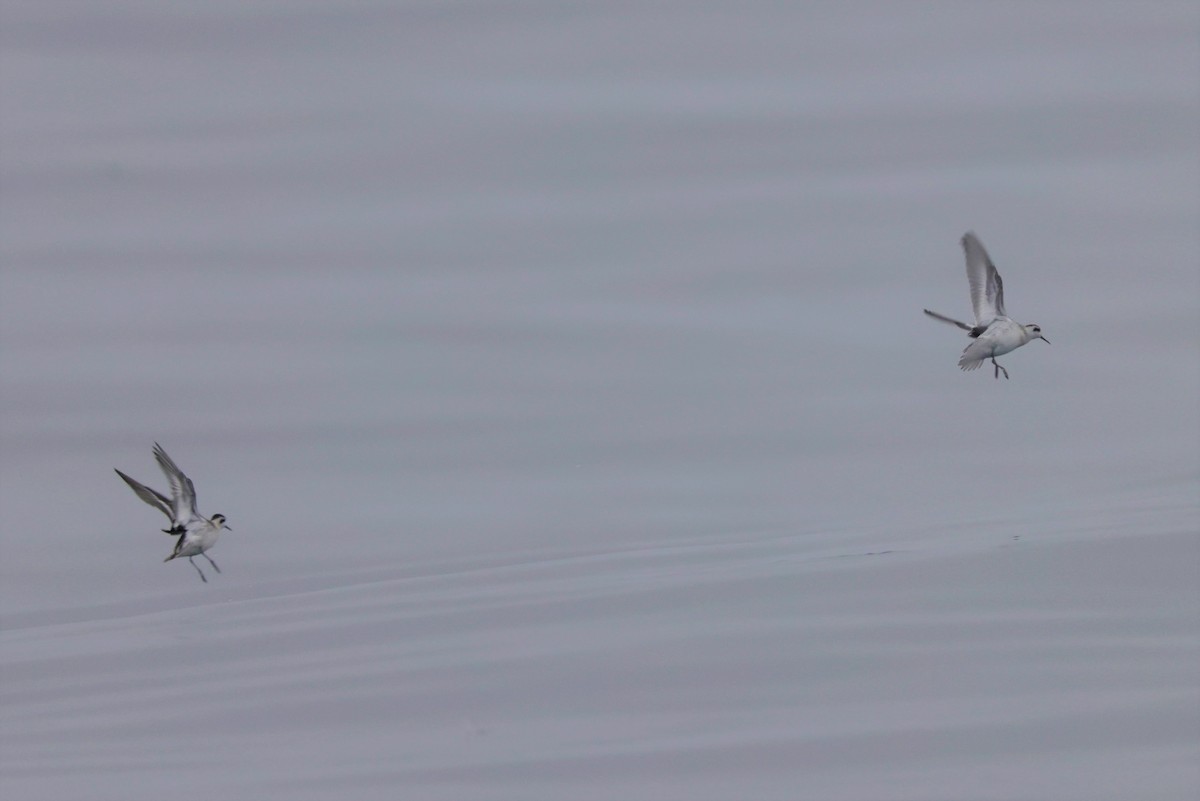 Red-necked Phalarope - ML642633388