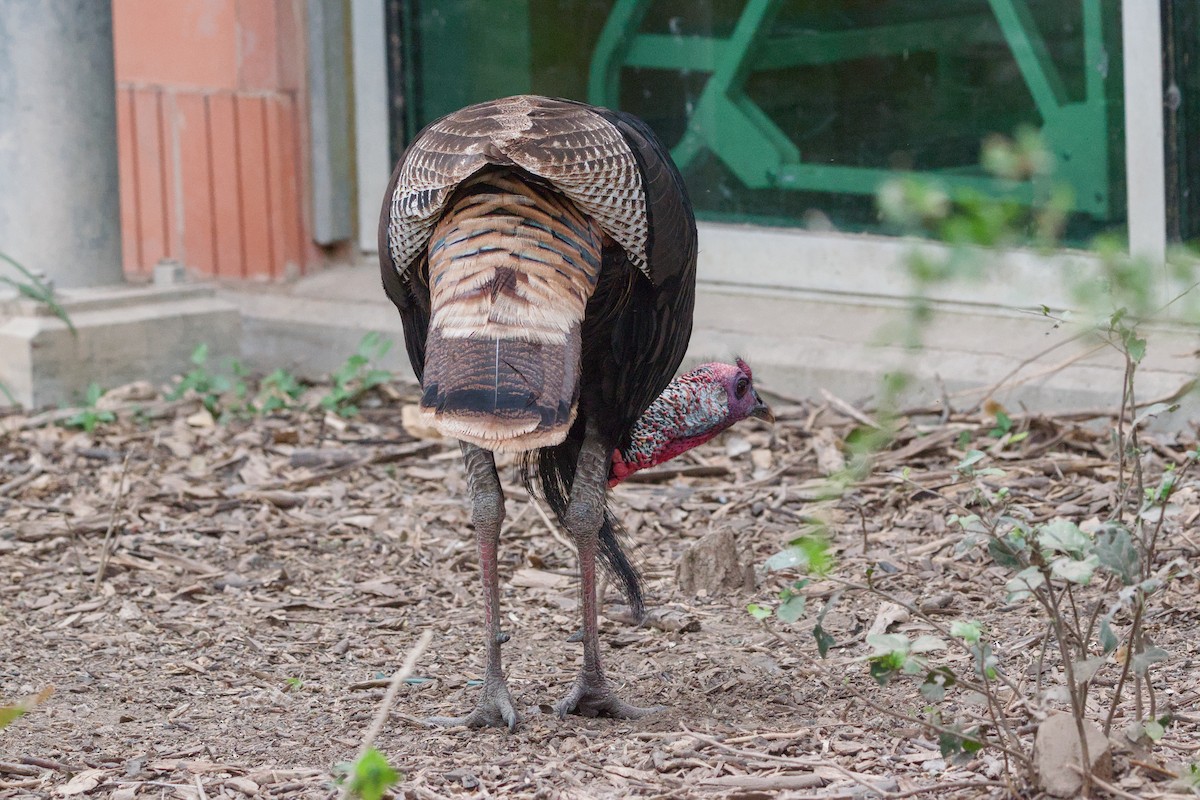 Wild Turkey - ML642633395