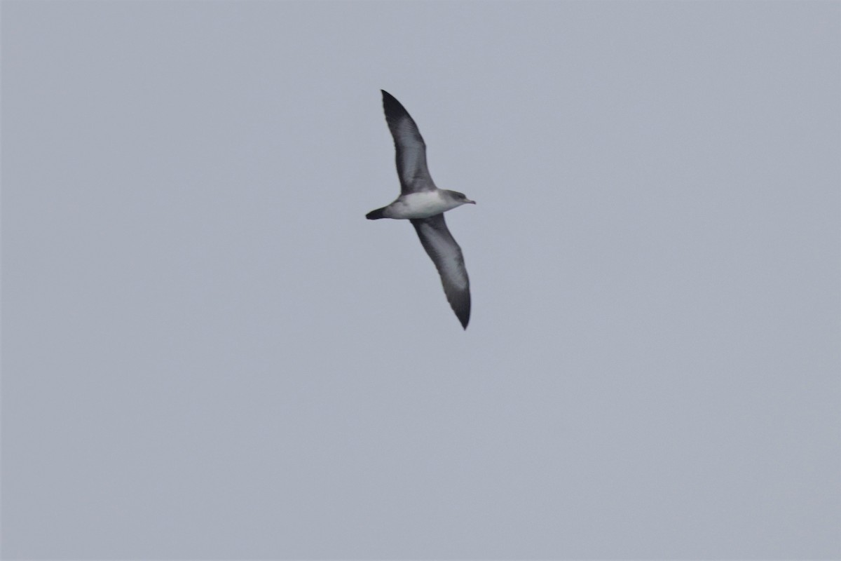 Pink-footed Shearwater - ML642633398