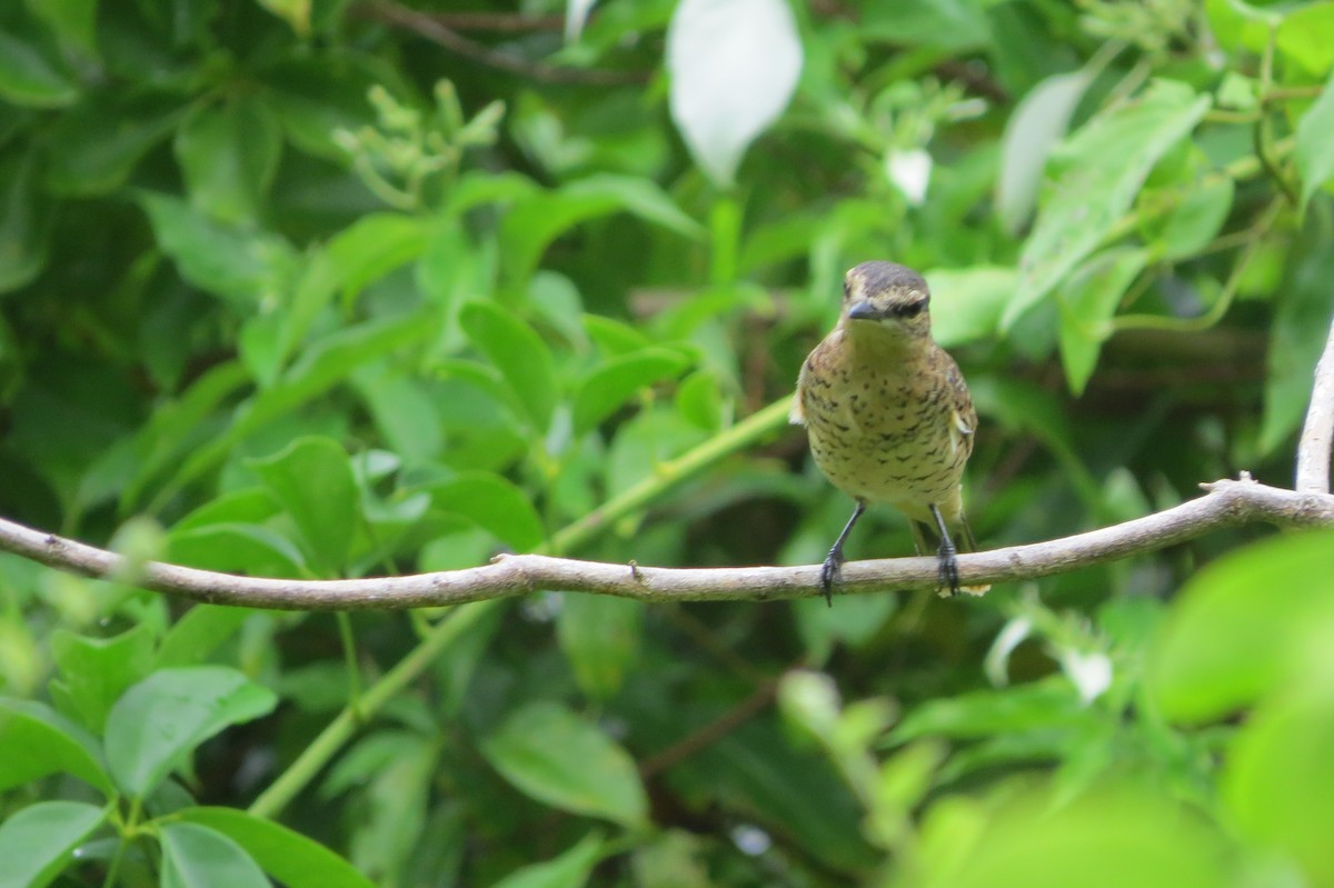 Palau Cicadabird - ML642633410