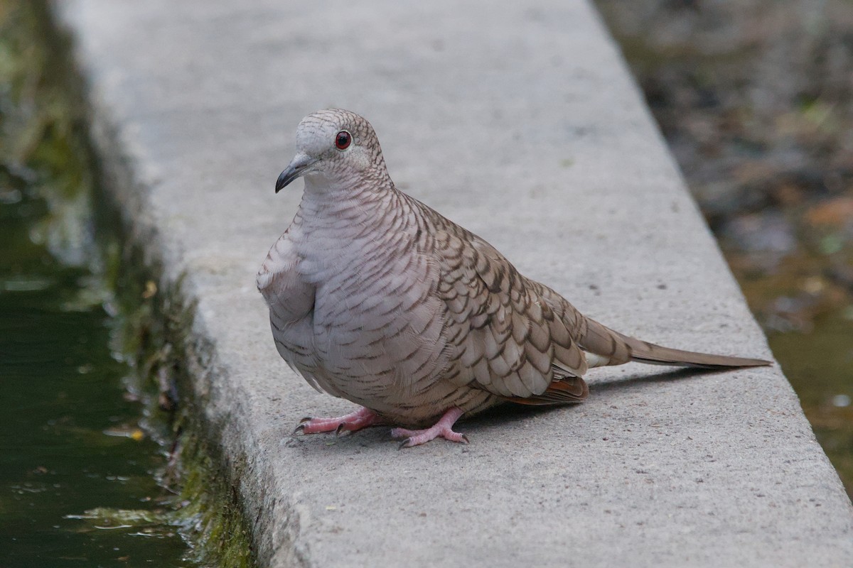 Inca Dove - ML642633411
