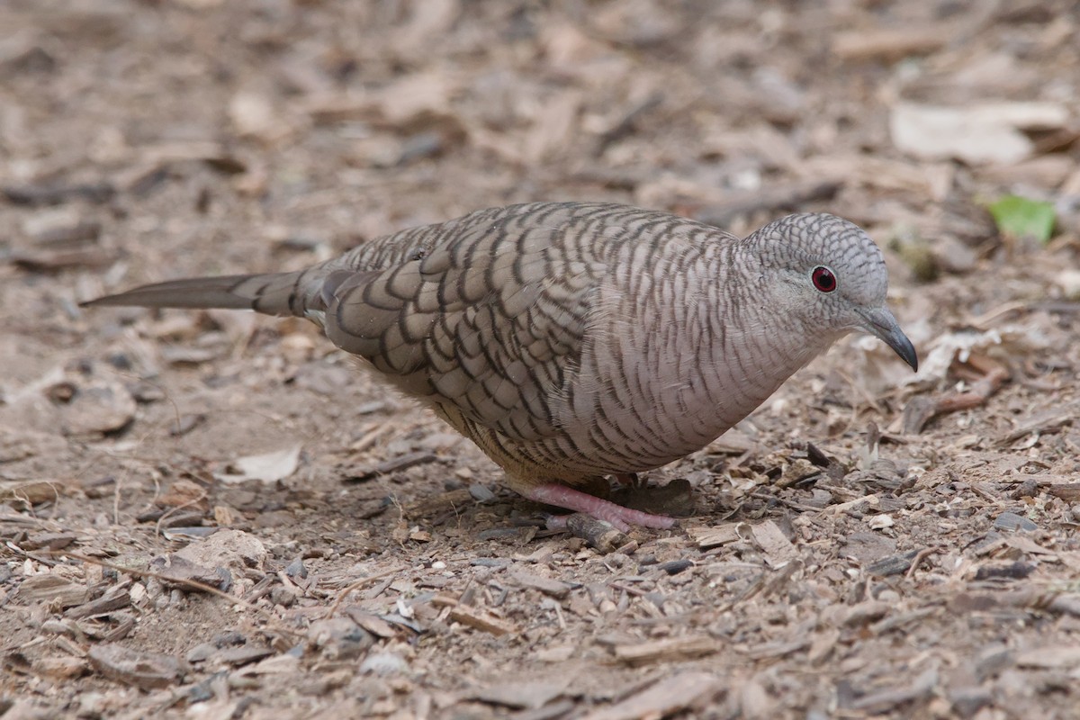 Inca Dove - ML642633413