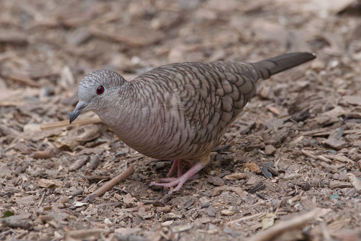 Inca Dove - ML642633414