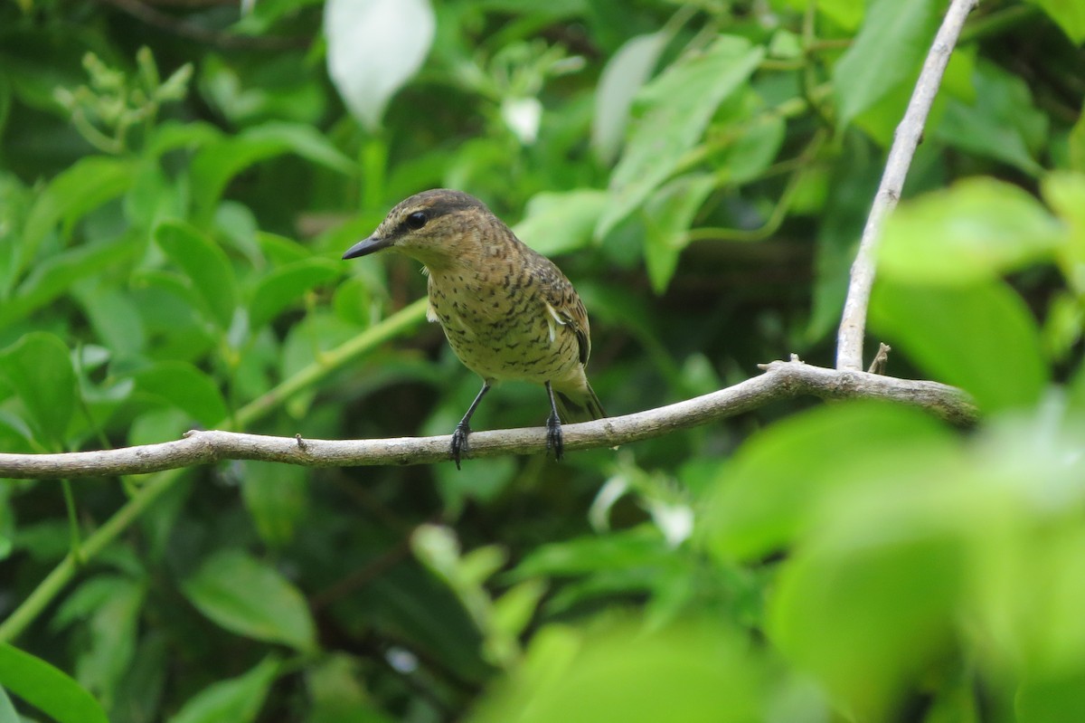 Palau Cicadabird - ML642633415