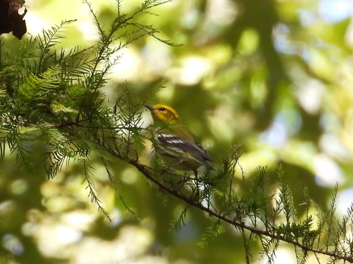Black-throated Green Warbler - ML642633420