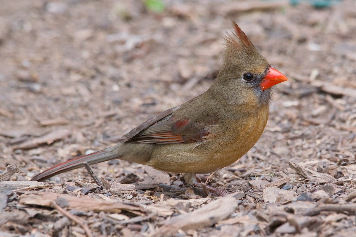 Northern Cardinal - ML642633427