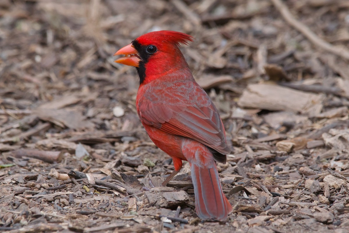 Northern Cardinal - ML642633430