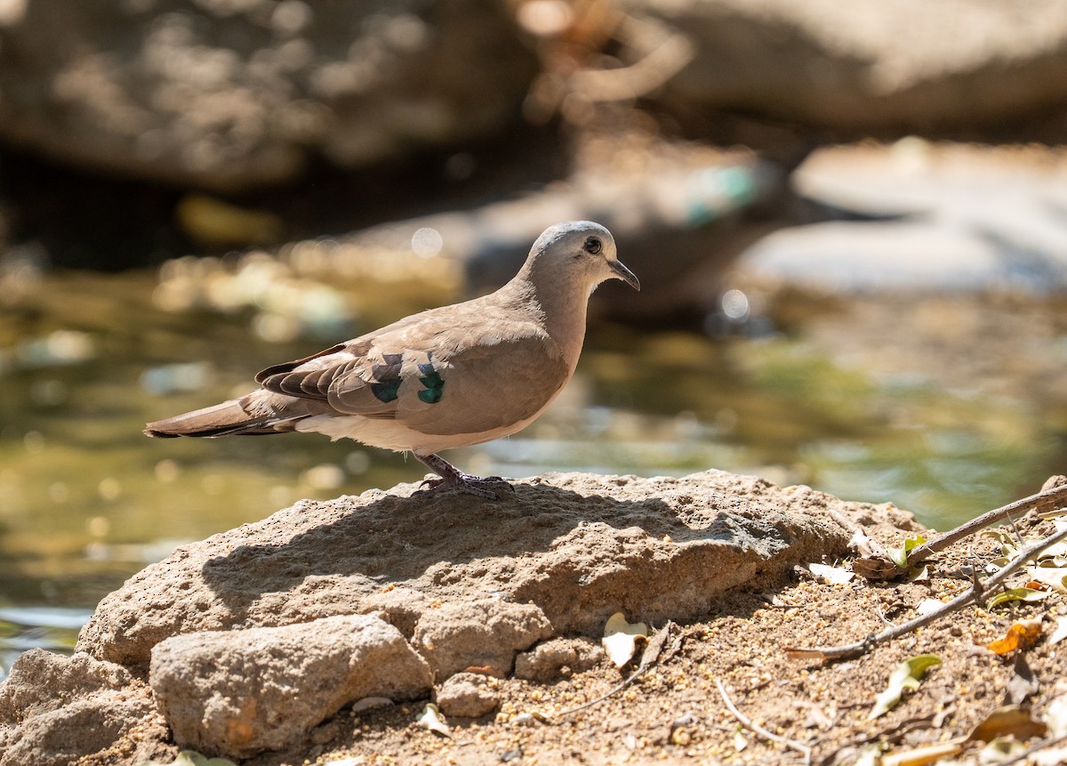 Emerald-spotted Wood-Dove - ML642633438