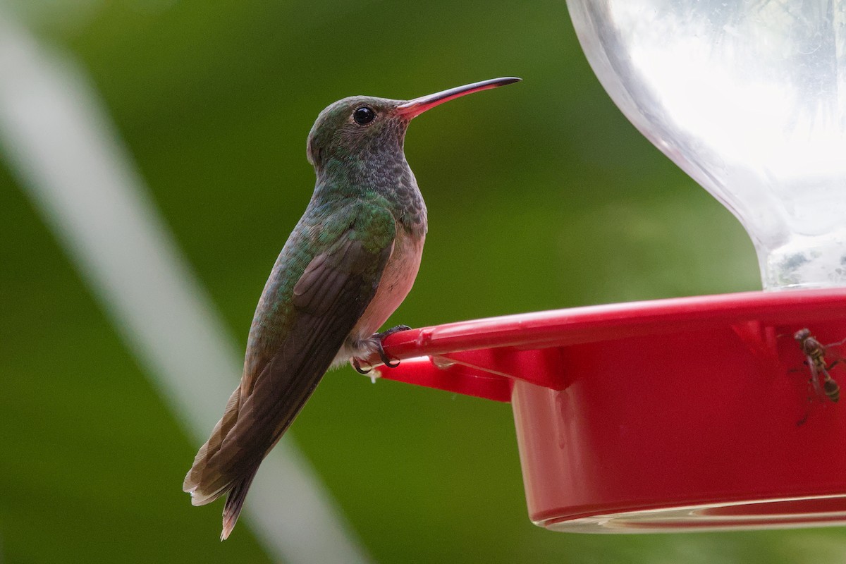 Buff-bellied Hummingbird - ML642633441