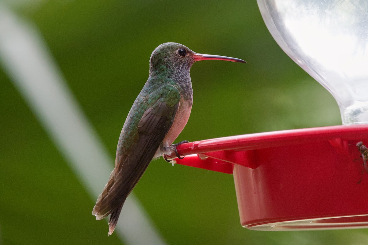 Buff-bellied Hummingbird - ML642633442