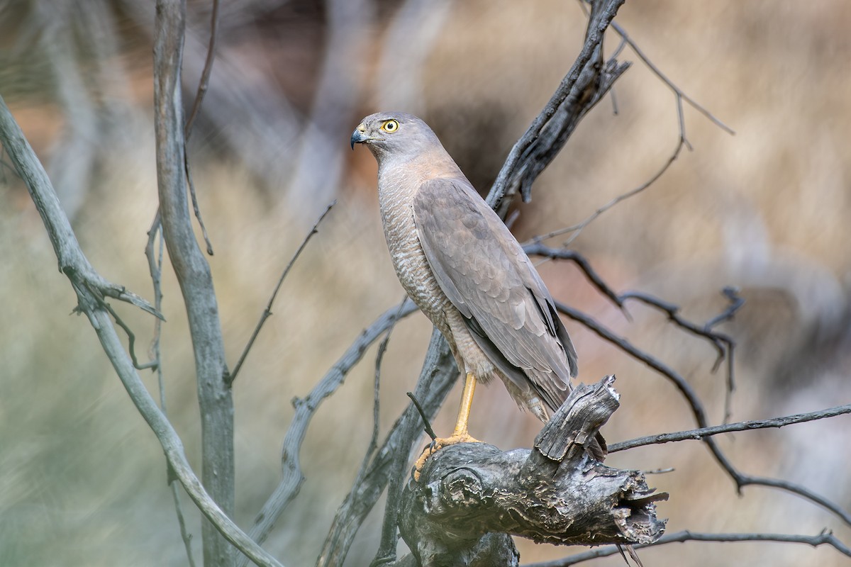 Brown Goshawk - ML642633468