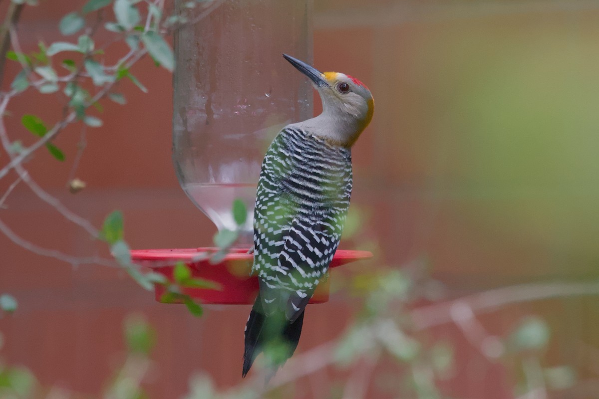 Golden-fronted Woodpecker - ML642633472