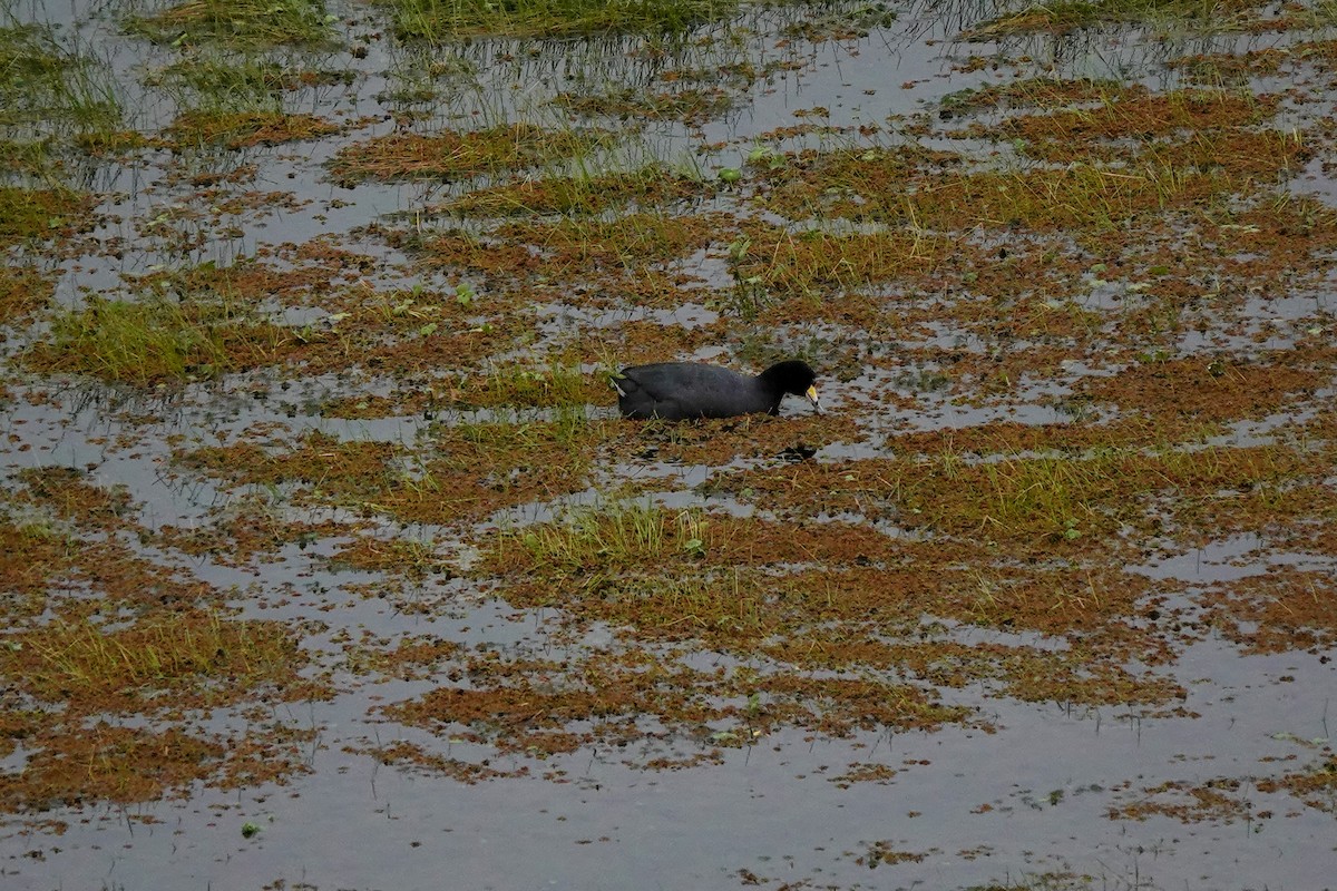American Coot - ML642633474