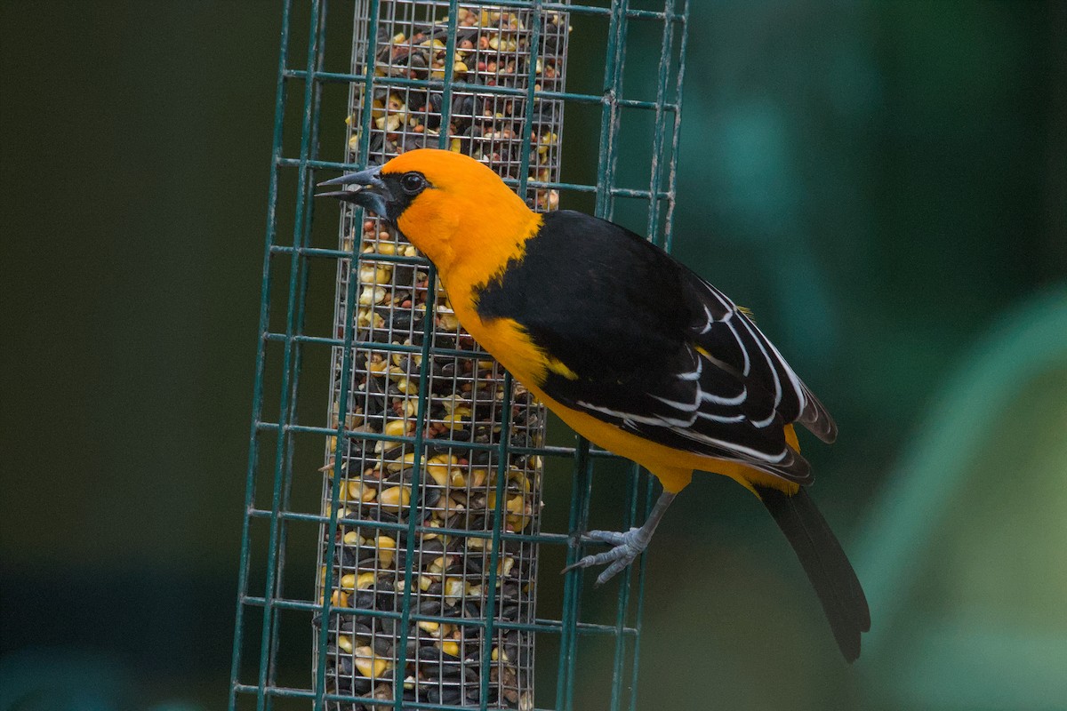 Altamira Oriole - ML642633480