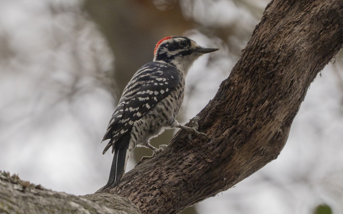 Nuttall's Woodpecker - ML642633488