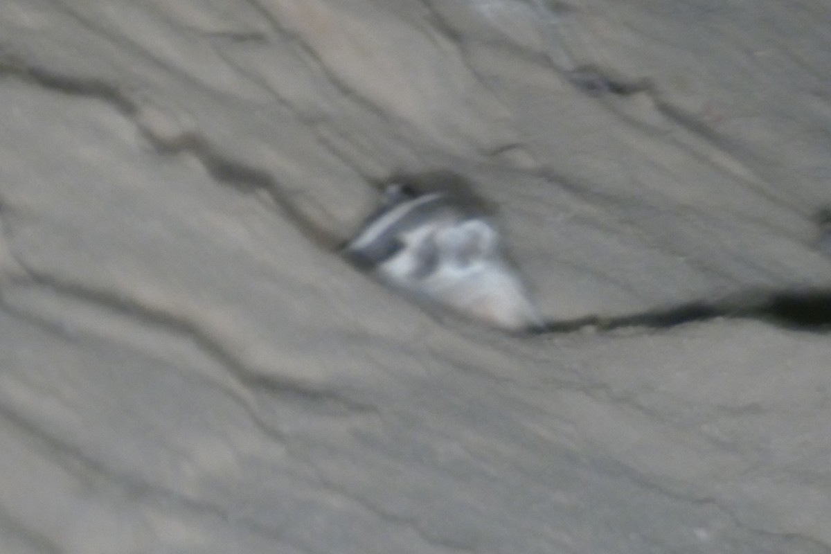 American Badger - ML642633491