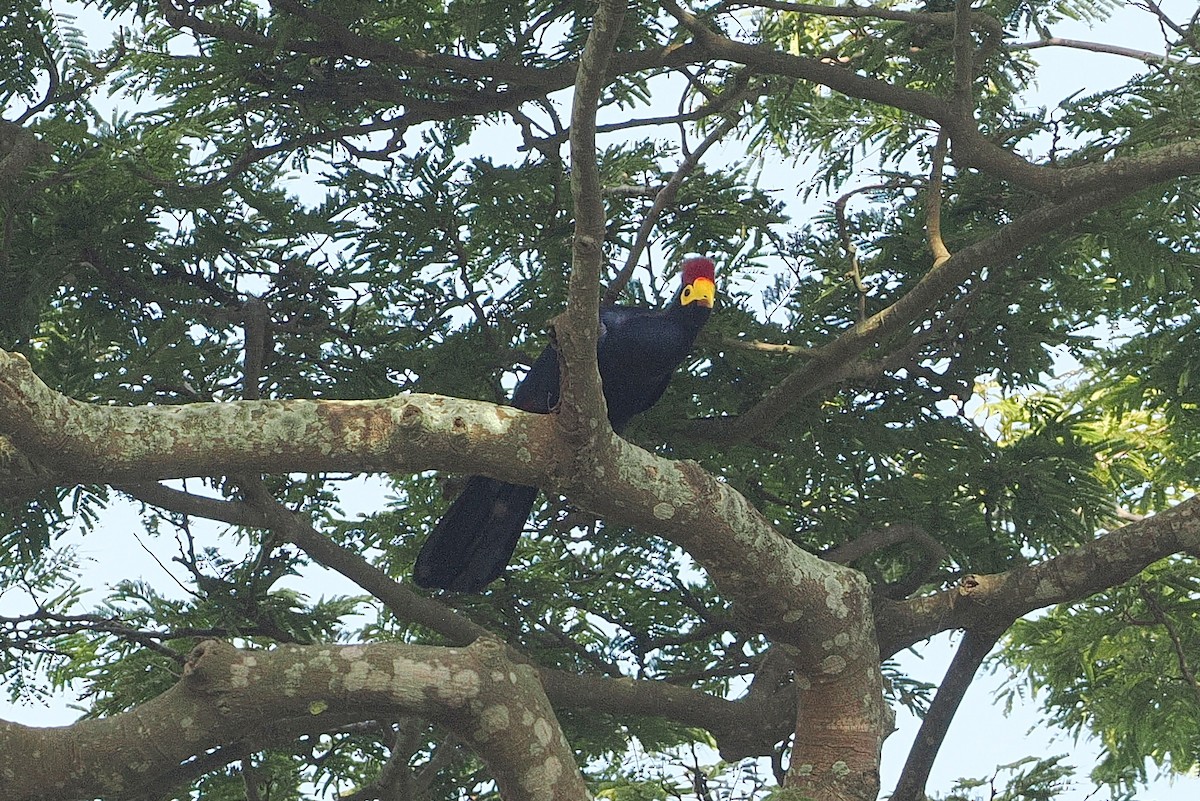 Ross's Turaco - ML642633504