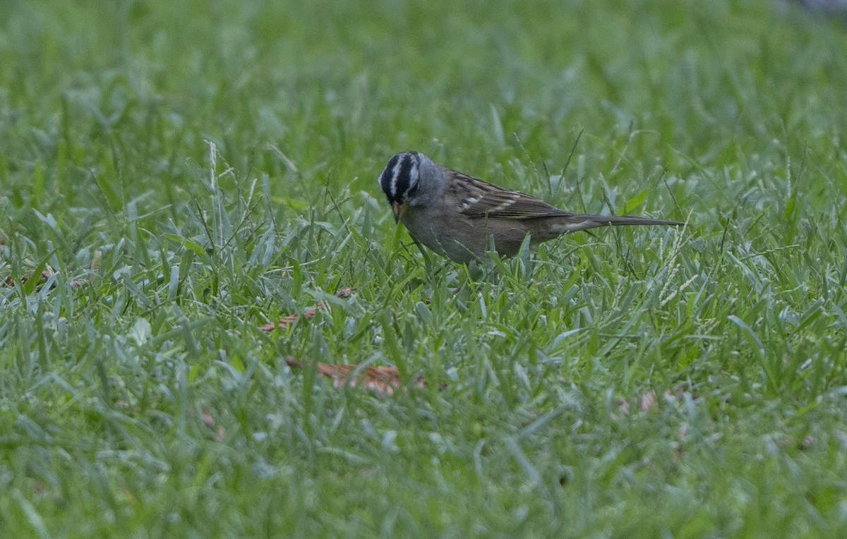 White-crowned Sparrow - ML642633505