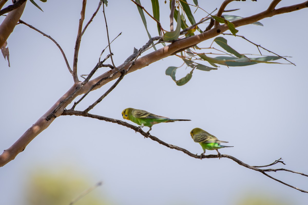 Budgerigar - ML642633508