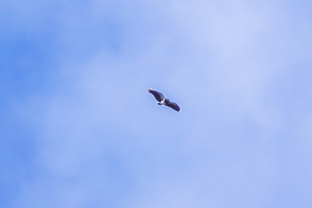 Black-chested Buzzard-Eagle - ML642633514