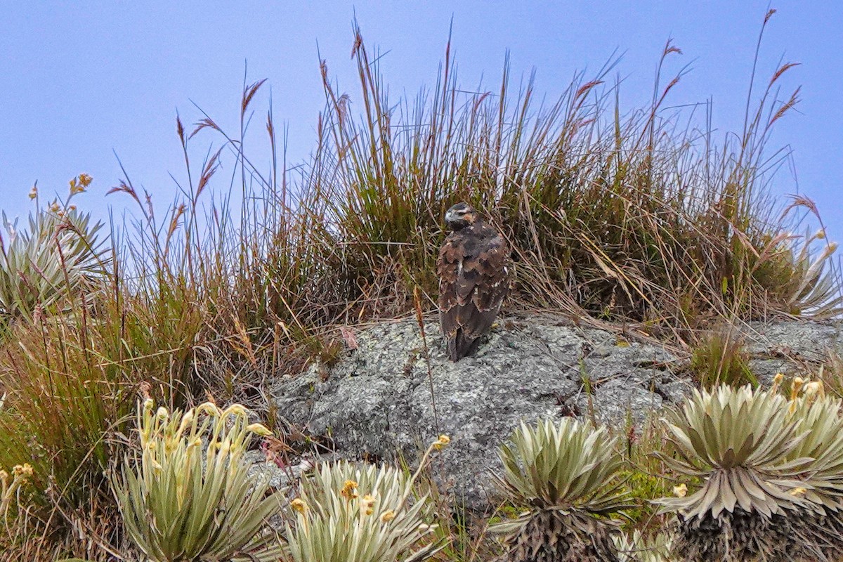 Black-chested Buzzard-Eagle - ML642633515
