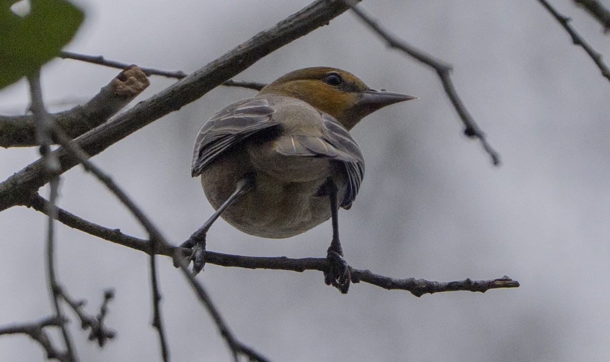 Bullock's Oriole - ML642633517