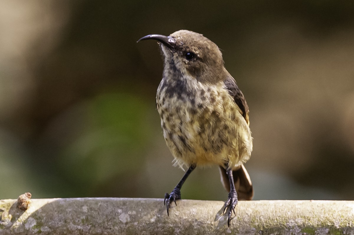 Red-chested Sunbird - ML642633522