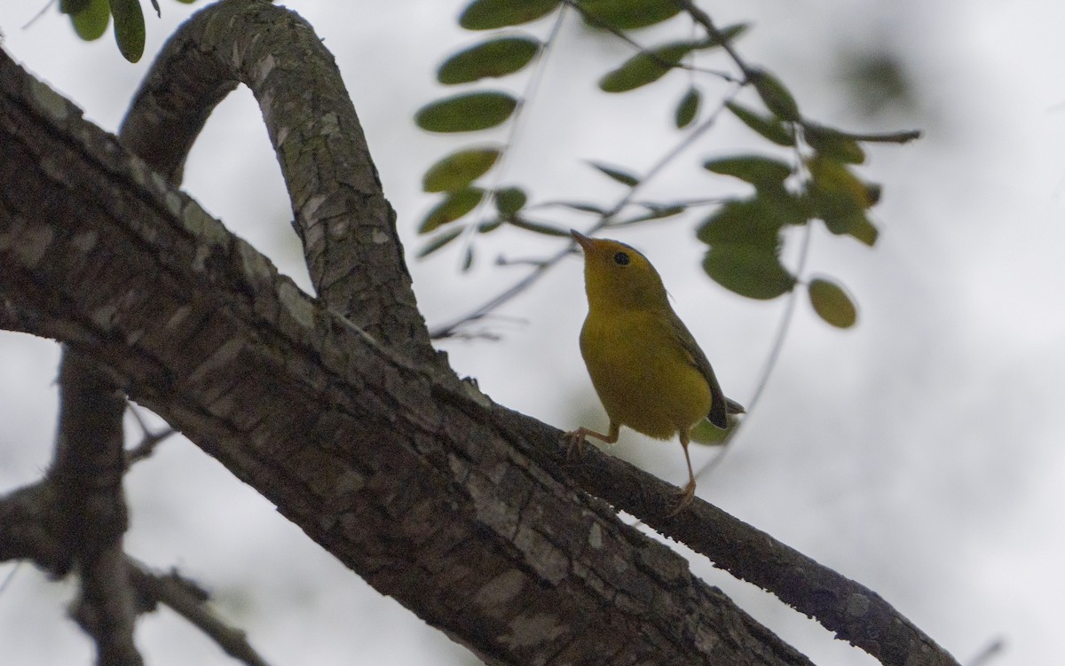Wilson's Warbler - ML642633524