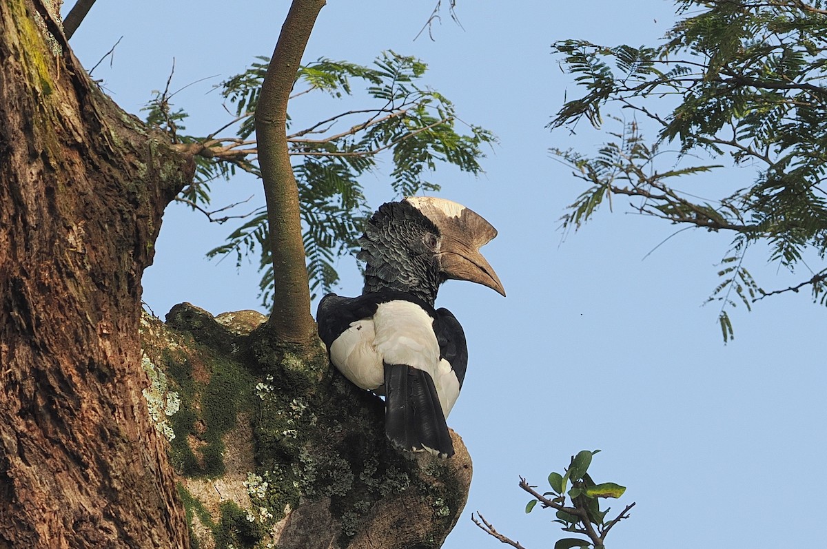 Black-and-white-casqued Hornbill - ML642633528