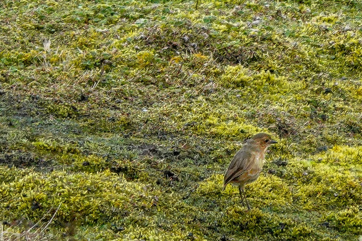 Boyaca Antpitta - ML642633532